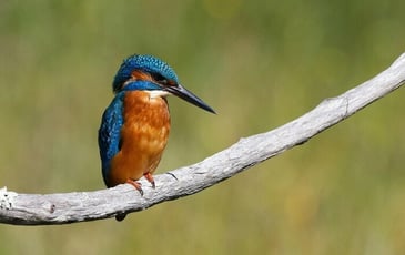 Observation de la biodiversité au pont Valentré