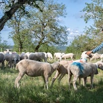 Stand sur le pastoralisme et portraits d'éleveurs du Parc Naturel Régional et Géoparc Mondial UNESCO des Causses du Quercy