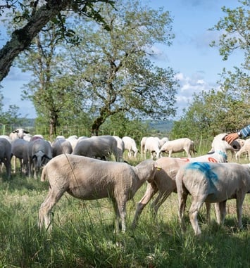 Stand sur le pastoralisme et portraits d'éleveurs du Parc Naturel Régional et Géoparc Mondial UNESCO des Causses du Quercy