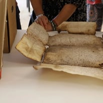 Atelier "La conservation en action"
