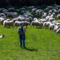 Débat d'idées : partage des enjeux du pastoralisme avec des éleveurs et des acteurs du territoire lotois