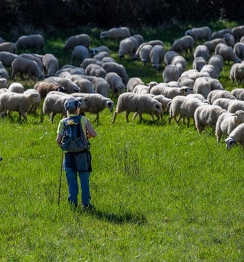 Débat d'idées : partage des enjeux du pastoralisme avec des éleveurs et des acteurs du territoire lotois