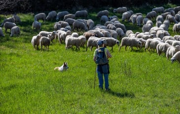 Débat d'idées : partage des enjeux du pastoralisme avec des éleveurs et des acteurs du territoire lotois